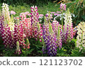 Blooming lupine flowers 121123702