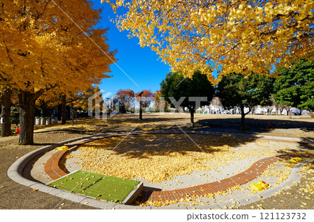 奧野原公園銀杏樹的秋葉和落葉 121123732