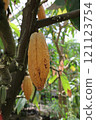 Cacao on a cacao tree 121123754
