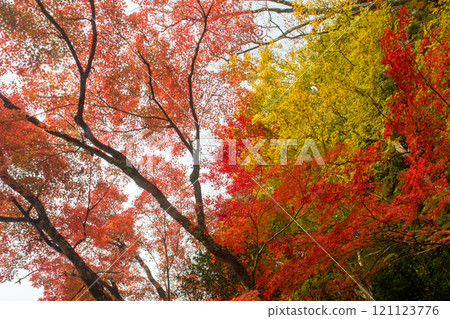 百西寺的秋葉，也被稱為“百西寺” 121123776