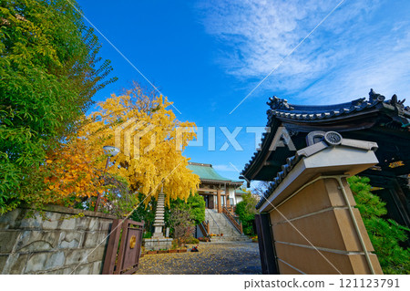 銀杏樹的秋天葉 黃葉 Kazoin 121123791