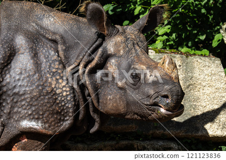 The Indian Rhinoceros, Rhinoceros unicornis aka Greater One-horned Rhinoceros The Indian Rhinoceros, Rhinoceros unicornis aka Greater One-horned Rhinoceros 121123836