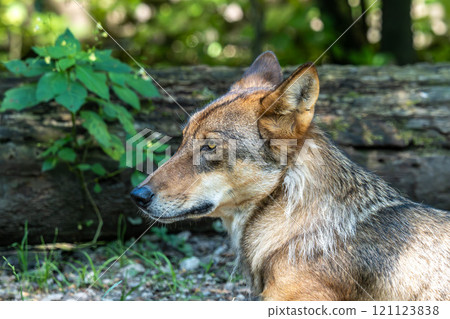 European Grey Wolf, Canis lupus in a german park European Grey Wolf, Canis lupus in a german park 121123838