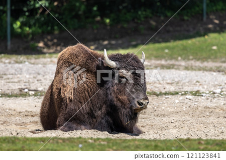 American buffalo known as bison, Bos bison in a german park 121123841