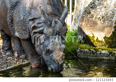 The Indian Rhinoceros, Rhinoceros unicornis aka Greater One-horned Rhinoceros The Indian Rhinoceros, Rhinoceros unicornis aka Greater One-horned Rhinoceros 121123843