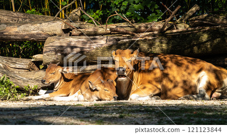 Family of Banteng, Bos javanicus or Red Bull is a type of wild cattle. Family of Banteng, Bos javanicus or Red Bull is a type of wild cattle. 121123844