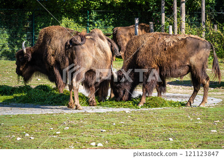 American buffalo known as bison, Bos bison in a german park 121123847