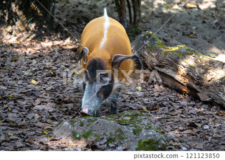 Red river hog, Potamochoerus porcus, also known as the bush pig. Red river hog, Potamochoerus porcus, also known as the bush pig. 121123850