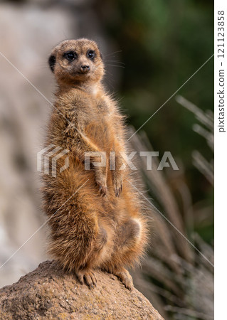 Meerkat, Suricata suricatta sitting on a stone and looking into the distance 121123858