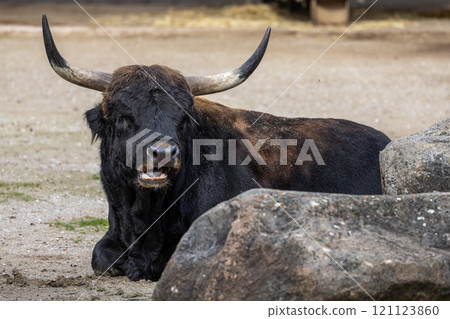 Heck cattle, Bos primigenius taurus or aurochs in a German park Heck cattle, Bos primigenius taurus or aurochs in a German park 121123860