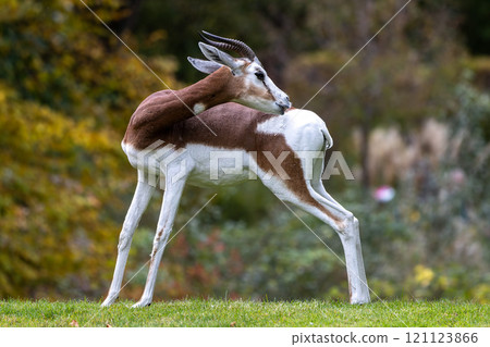 Dama gazelle, Gazella dama mhorr or mhorr gazelle is a species of gazelle Dama gazelle, Gazella dama mhorr or mhorr gazelle is a species of gazelle 121123866
