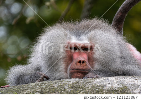 The hamadryas baboon, Papio hamadryas is a species of baboon 121123867