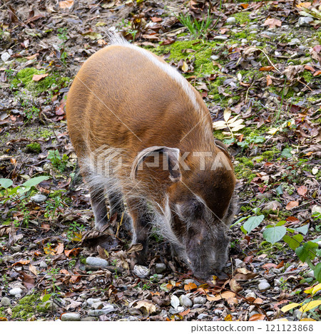 Red river hog, Potamochoerus porcus, also known as the bush pig. 121123868