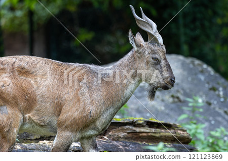 Turkmenian markhor, Capra falconeri heptneri living on the rocks 121123869