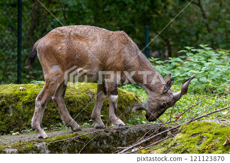 Turkmenian markhor, Capra falconeri heptneri living on the rocks 121123870