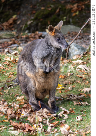 Swamp Wallaby, Wallabia bicolor, is one of the smaller kangaroos Swamp Wallaby, Wallabia bicolor, is one of the smaller kangaroos 121123873