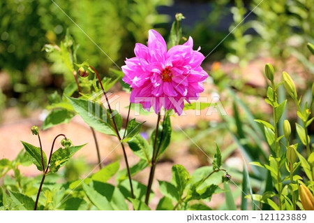 Cute dahlia flower 121123889