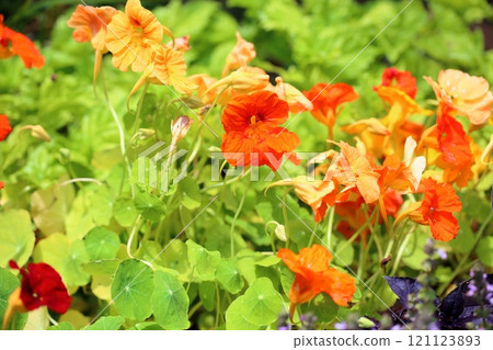 Kitchen Herbal Flower Nastachuum 121123893