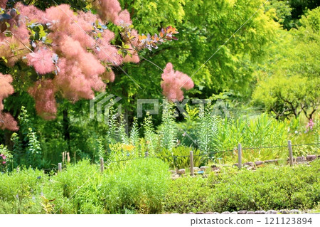 Smoke tree flowers 121123894