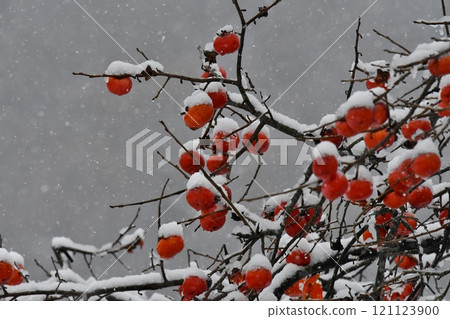 初冬的形象:柿子與雪 初冬的形象:柿子與雪 121123900