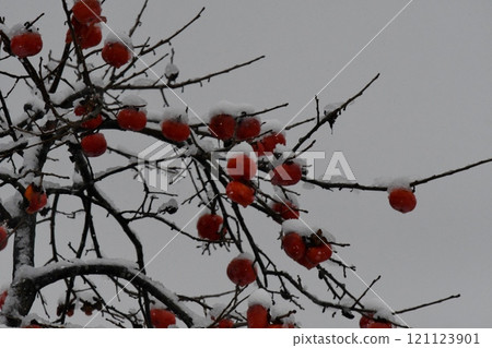 初冬的形象:柿子與雪 初冬的形象:柿子與雪 121123901
