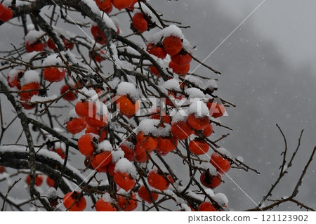 初冬的形象:柿子與雪 初冬的形象:柿子與雪 121123902