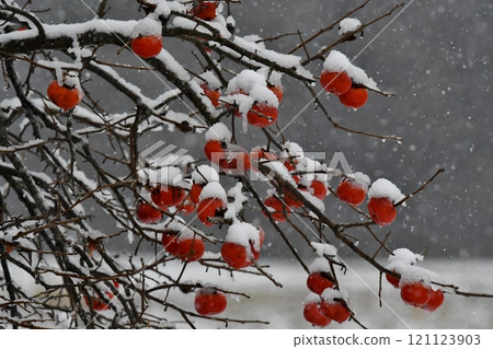 Image of early winter, persimmons and snow 121123903
