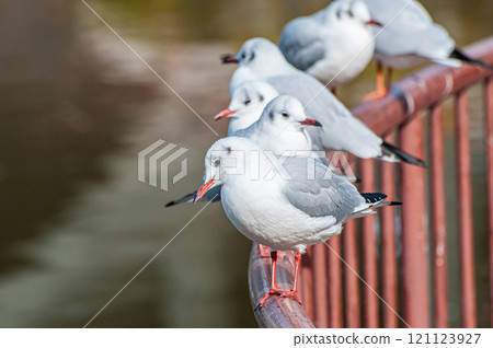 Black-headed gulls lined up on the railing, Johoku Park, Osaka City 121123927