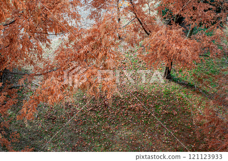 Metasequoia with autumn leaves 121123933