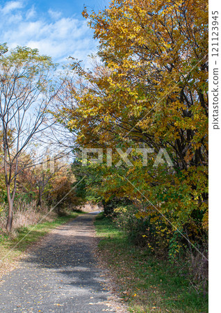 Fallen leaves scattered on the Yodo River riverside promenade in Moriguchi City, Osaka Prefecture 121123945