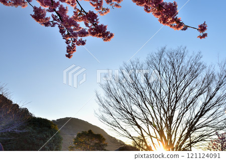 Kawazu cherry tree 121124091