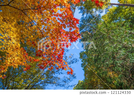 Autumn scenery of colorful maple leaves looking up against the blue sky 121124330