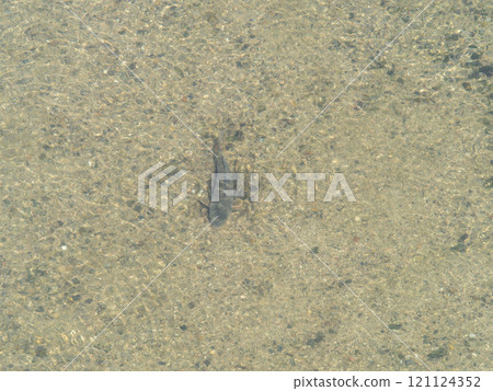 Carp and small fish swimming in the Yamato River 121124352