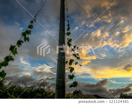 秋天的天空,電線桿,藤蔓纏繞 秋天的天空,電線桿,藤蔓纏繞 121124381