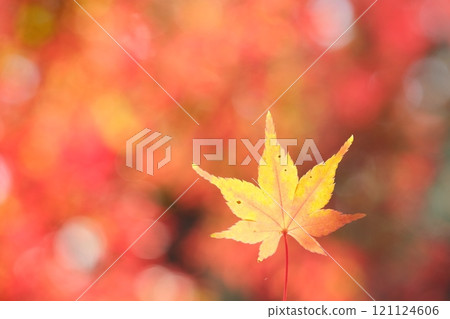 Image material of autumn colored leaves 121124606