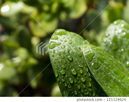 Close-up of water droplets on a leaf Close-up of water droplets on a leaf 121124624