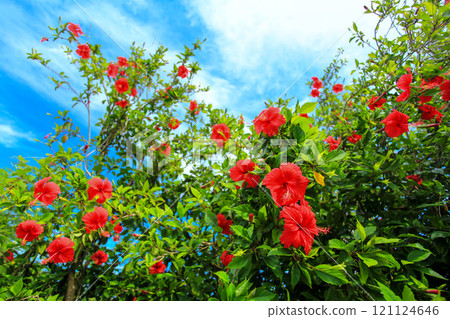 沖繩綻放紅芙蓉 沖繩綻放紅芙蓉 121124646