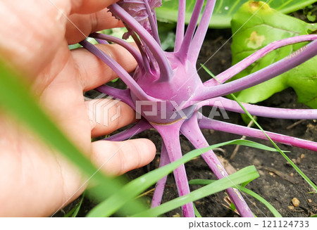 close-up of a woman's hand holding a purple kohlrabi growing in the soil in a vegetable garden, outdoors in summer 121124733
