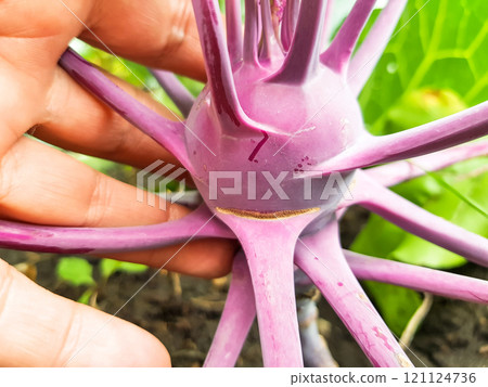 close-up of a woman's hand holding a purple kohlrabi growing in the soil in a vegetable garden, outdoors in summer close-up of a woman's hand holding a purple kohlrabi growing in the soil in a vegetable garden, outdoors in summer 121124736