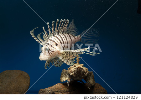 獅子魚、獅子魚、泳石魚、毒魚、虎魚、妖虎魚、自由軟鰩魚 121124829