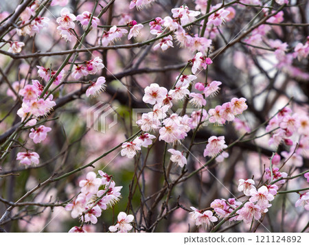 Pink plum blossoms blooming in the park Pink plum blossoms blooming in the park 121124892