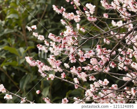 Pink plum blossoms blooming in the park Pink plum blossoms blooming in the park 121124895