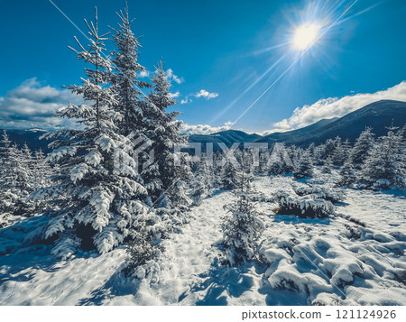 The sun shines over snowy mountains, lighting up pine trees. It's a serene winter wonderland perfect for a peaceful holiday escape The sun shines over snowy mountains, lighting up pine trees. It's a serene winter wonderland perfect for a peaceful holiday escape 121124926