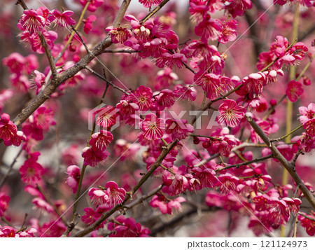 Vivid red plum blossoms blooming in the park 121124973