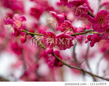 Vivid red plum blossoms blooming in the park 121124974