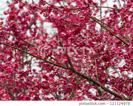 Vivid red plum blossoms blooming in the park Vivid red plum blossoms blooming in the park 121124978