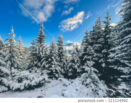 Fresh snow is blanketing tall pine trees in the forest, creating a beautiful winter scene with blue sky and white clouds 121124992