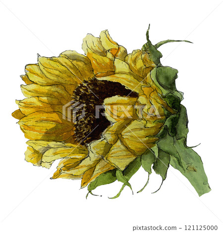 Watercolor hand-drawing sketch of summer sunflower isolated on white background Watercolor hand-drawing sketch of summer sunflower isolated on white background 121125000