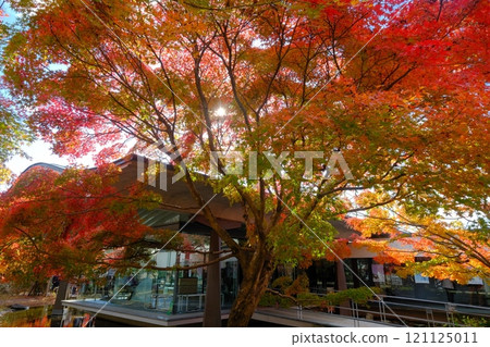 The Tale of Genji Museum in the height of autumn The Tale of Genji Museum in the height of autumn 121125011