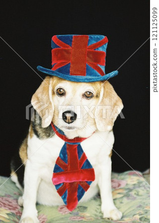 Beagle 5 wearing British flag hat Beagle 5 wearing British flag hat 121125099